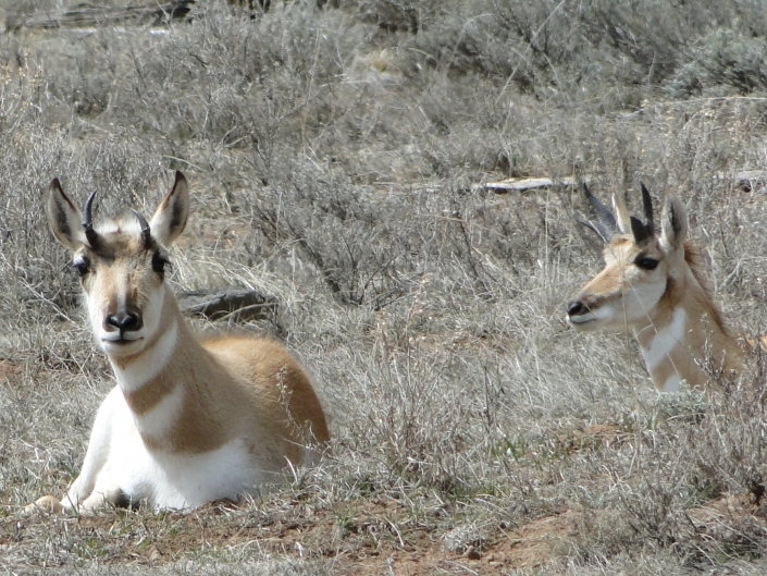 Antelope