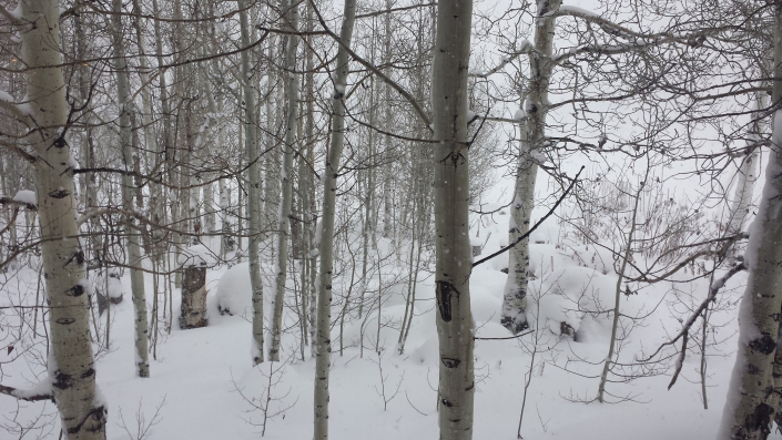 AspensInSnow