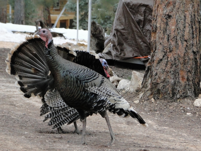 TurkeysInFrontYard