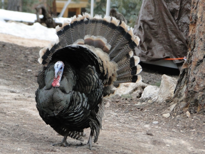 TomTurkeyInFrontYard